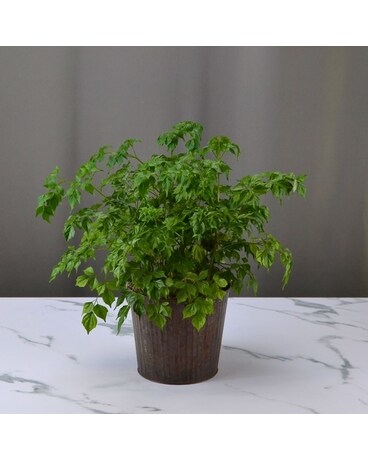 【plantsplants】P. FSQ DeLaRocha/デラロッチャ P.FSQ De La Rocha(Vandaka JP) Pup available, DM us to get