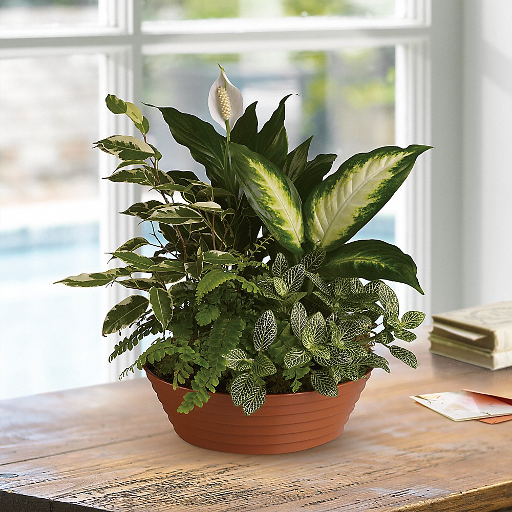 Serene Retreat - Small Dish Garden in Dixon IL - Flowers, Etc.