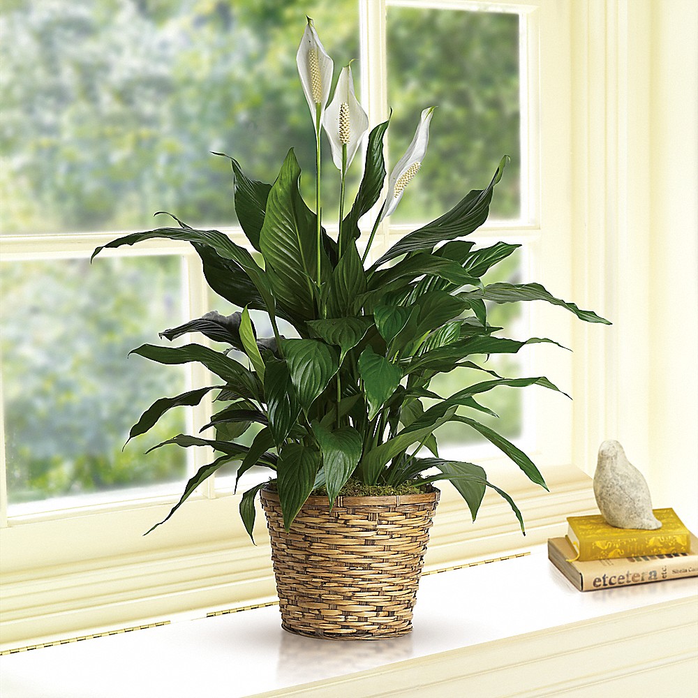 LILy　N organic Plenium Simply Elegant Spathiphyllum (Peace Lily) - Medium in North