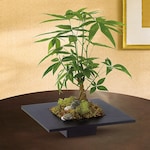 jade satin pothos Pothos Jade Satin