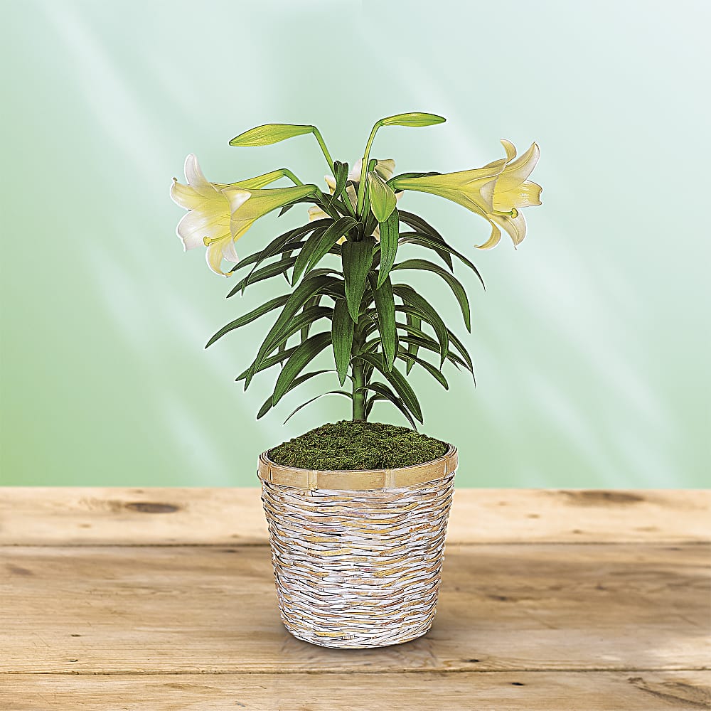Lily VAN ZYVERDEN INC Lily Oriental Stargazer Roots (6-Pack