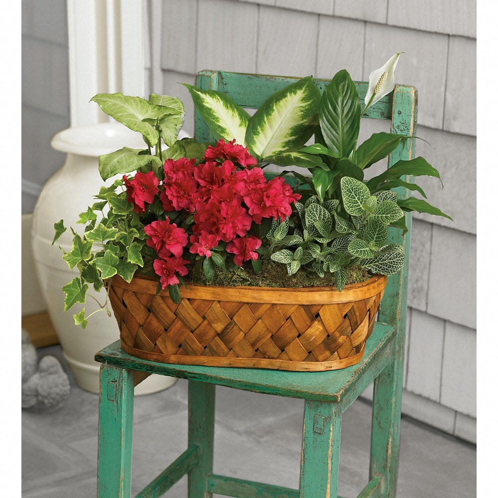 Plants Galore in Saint John NB - Galbraith Florist