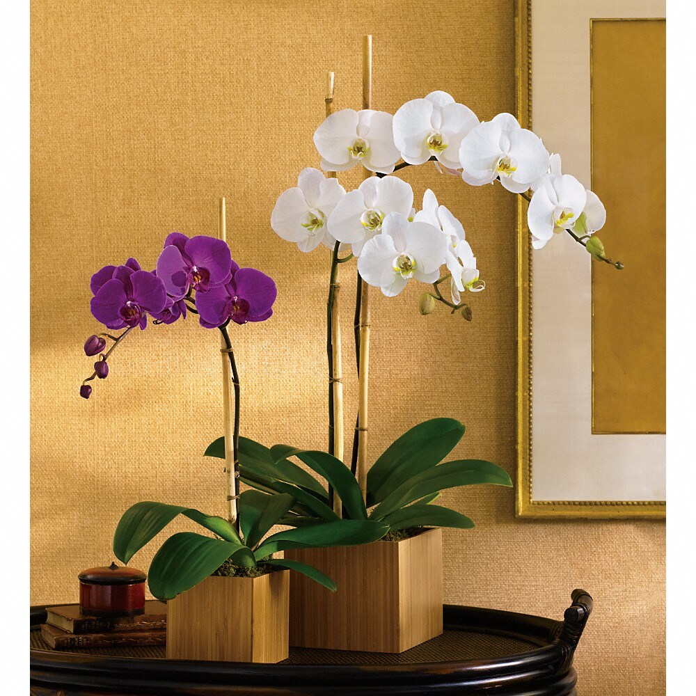 Are orchid plants poisonous to deals dogs