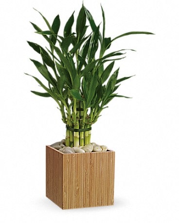 3 Lucky Bamboo Stalks in Square Glass Vase (A Symbol of Happiness) - Gift  Plant | Wild Roots