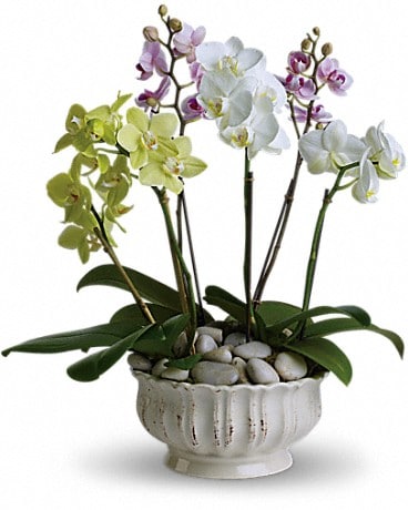 Regal Orchids In Annapolis Md Adrimar Flowers Gifts