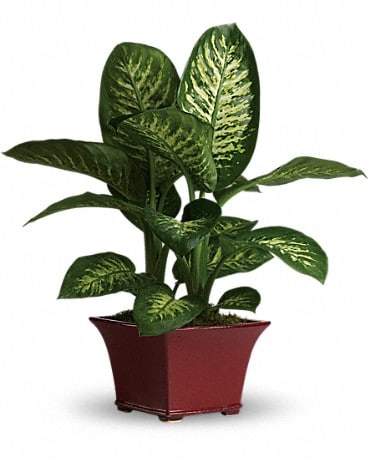 Delightful Dieffenbachia Plant