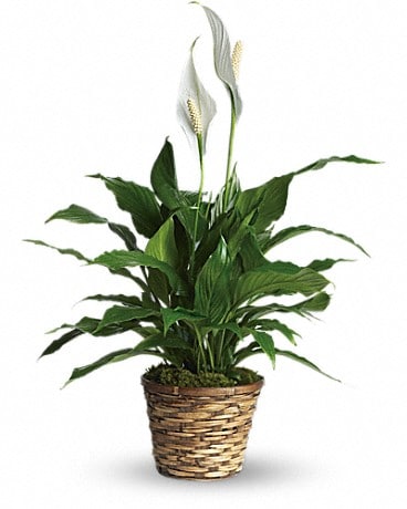 Simply Elegant Spathiphyllum Small In West Palm Beach Fl Extra Touch Flowers