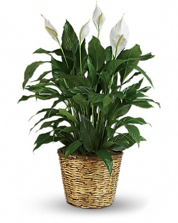 Simply Elegant Spathiphyllum (Peace Lily) - Large Plant