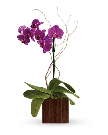 Teleflora's Bamboo Elegance Flower Arrangement