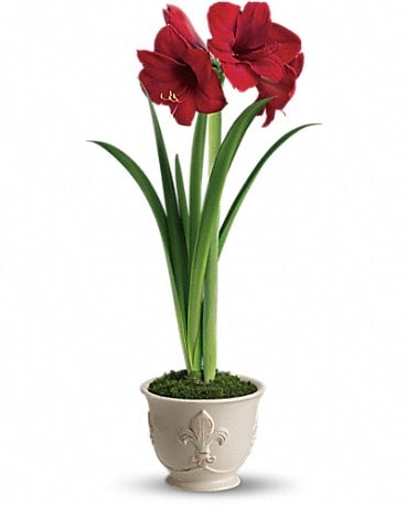 Teleflora S Merry Amaryllis In Vero Beach Fl Hutchinson S Floral Artistry