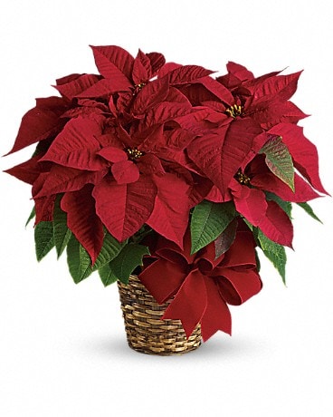 Poinsettia Demi Cups and Saucers, S/4 Gift Boxed