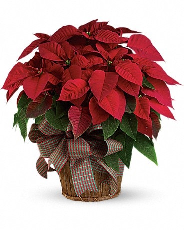 JPS Poinsettia in Hot Pink and Red Wrapping Paper by Studio Heitz