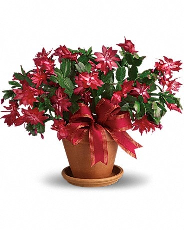 Merry Christmas Cactus In North Las Vegas Nv Betty S Flower Shop Llc