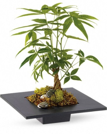 money tree plant bonsai