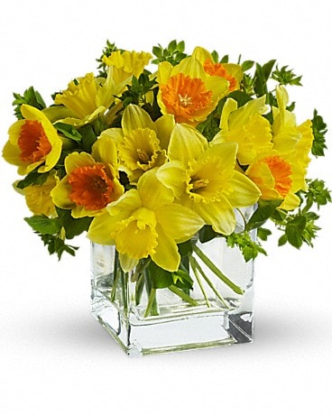 Teleflora's Daffodil Dreams in Erie PA - Allburn Florist