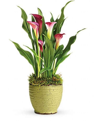 Teleflora S Spring Calla Lily Plant In Salem Or Olson Florist