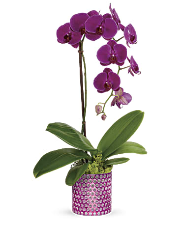 Teleflora S Dazzling Orchid In Thomson Ga Richards Flowers And Gifts