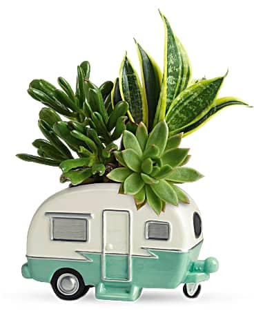 Teleflora's Cool Camper Succulent Garden