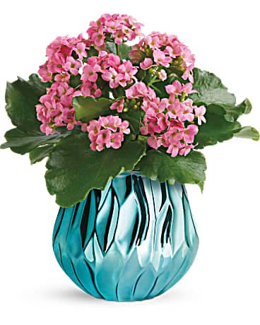 Teleflora's Blooming Gem Kalanchoe Plant Plant