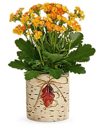 Teleflora's Living Autumn Kalanchoe Plant Plant