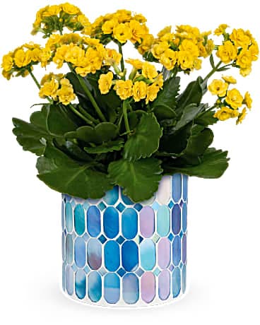 Teleflora's Sunny Kalanchoe