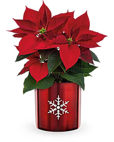 Teleflora's Snowflake Poinsettia Plant