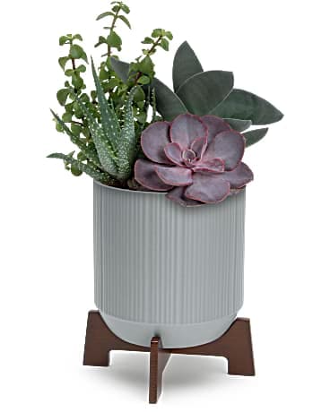 Teleflora's Mod Succulents Plant