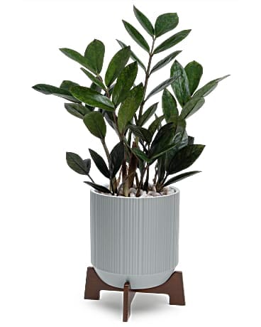 Teleflora's Mid-Mod Classic Plant