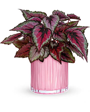 Teleflora's Sparkling Begonia Plant