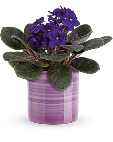 Splendid Violets Plant