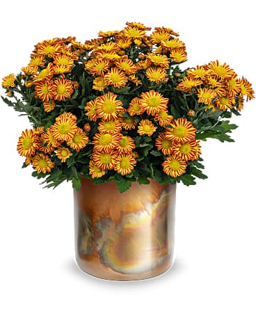 Teleflora's Autumnal Chrysanthemum Plant