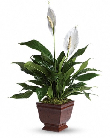 Teleflora's Lovely One Spathiphyllum Plant Plant