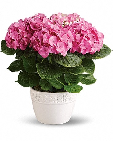 Happy Hydrangea Pink In Thomson Ga Richards Flowers And Gifts