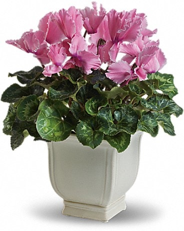 Sunny Cyclamen in Hialeah FL - Bella-Flor-Flowers