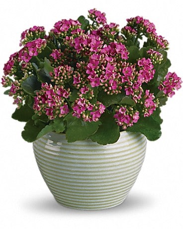 Bountiful Kalanchoe Plant