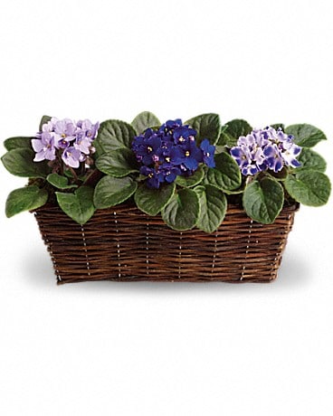 Sweet Violet Trio Plant