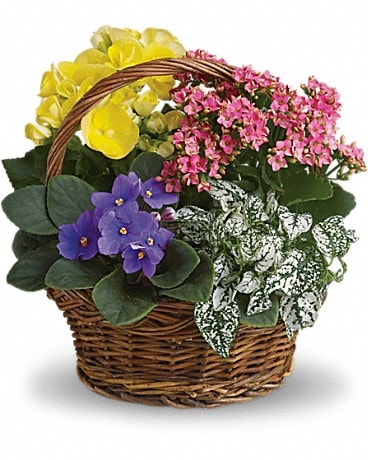 Spring Has Sprung Mixed Basket T93-1 Plant