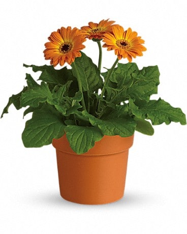 Rainbow Rays Potted Gerbera - Orange Plant