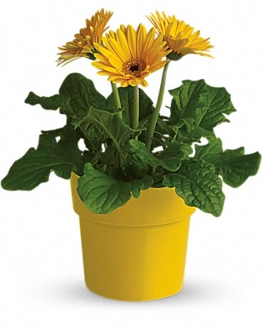 Rainbow Rays Potted Gerbera - Yellow Plant