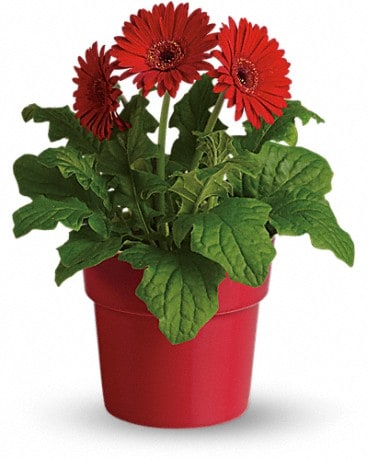 Rainbow Rays Potted Gerbera - Red in Long Branch NJ - Flowers By