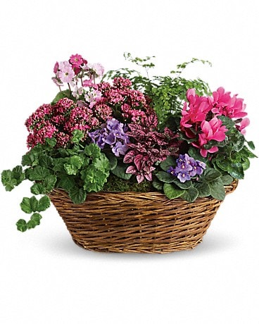 Simply Chic Mixed Plant Basket Basket Arrangement