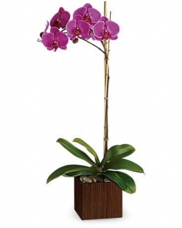 Teleflora's Sublime Orchid Plant