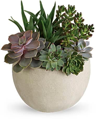 Succulents + Flowers = YES! – WildFlora