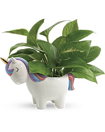 Edelweiss' Peaceful Unicorn Pothos Plant Bouquet