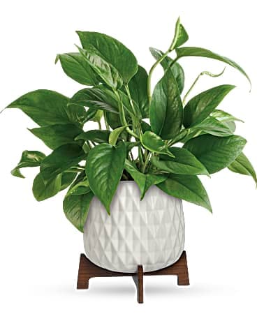 Teleflora's Lush Leaves Pothos Plant Bouquet