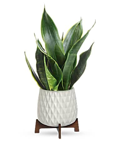 Teleflora's Growing Art Sansevieria Plant Bouquet