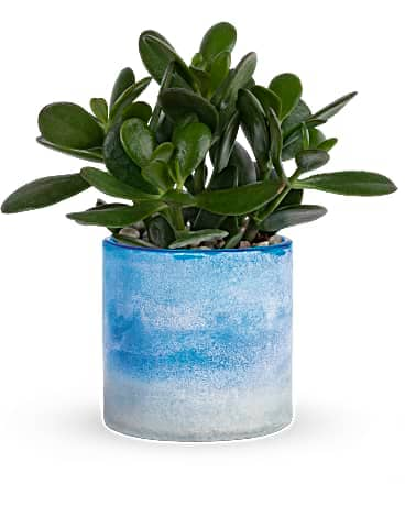 Teleflora's Sky Glass Jade Plant  Plant