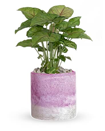 Teleflora's Lavender Frost Plant  Plant