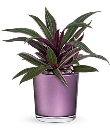 Teleflora's Leaves of Amethyst Plant Plant