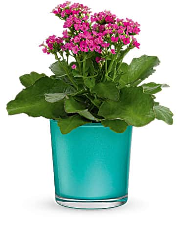 Teleflora's Shimmering Aqua Plant Plant